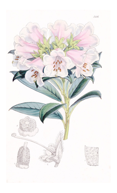Gardenija, rododendron, zdravac